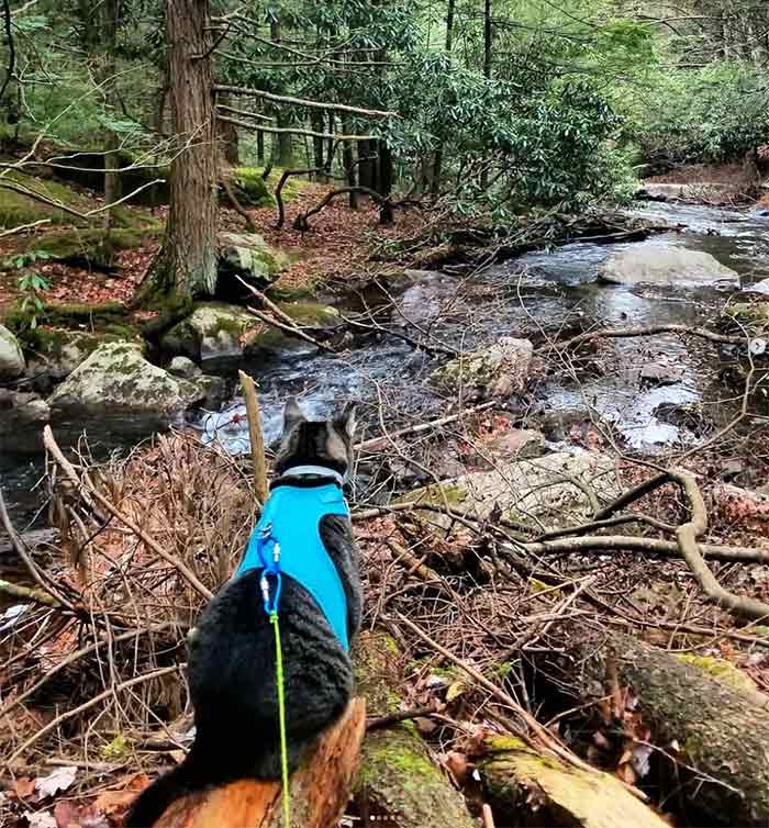 Shades of Death Trail cat looking at water stream