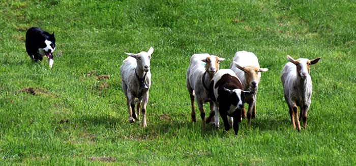 shawnee-celtic-festival-sheep-herding