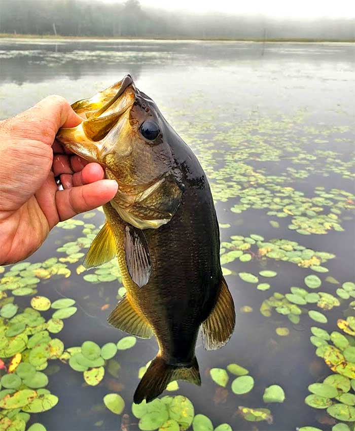 big fish caught at the reservoir