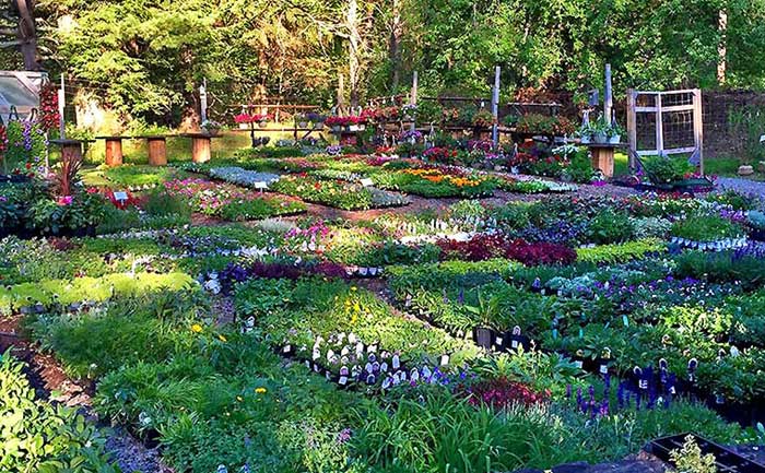 beds of flowers