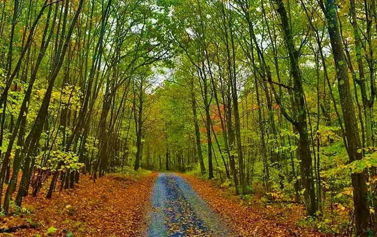 Delaware State Forest gravel trail
