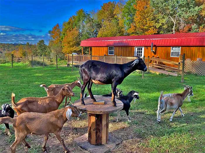  the farm sanctuary cabin exterior The Farm Sanctuary Cabin goats