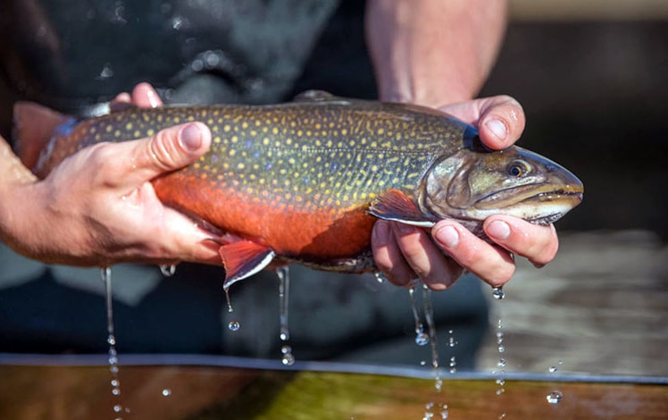 beautiful brook trout with water dripping from it