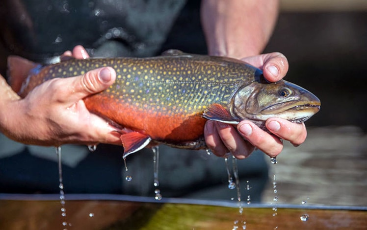 Trout Fishing in The Poconos