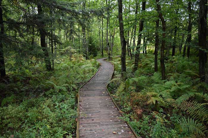 thomas-darling-nature-preserve-boardwalk