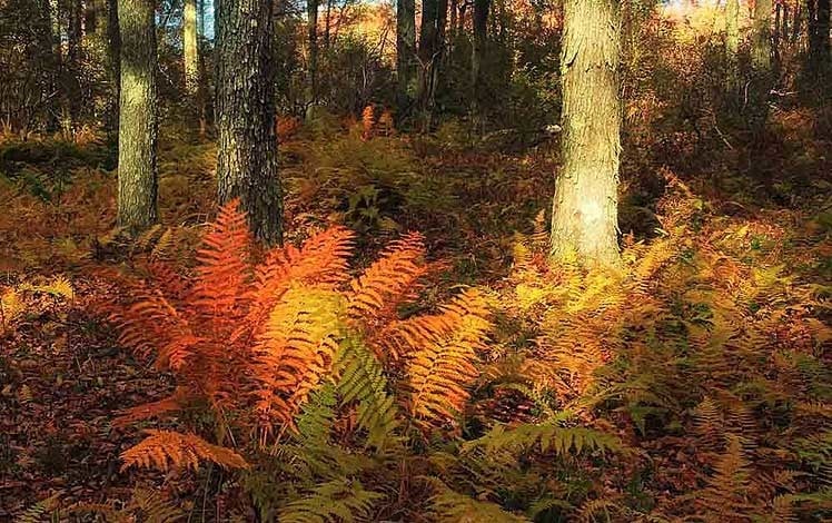 thomas-darling-preserve-cinnamon-ferns