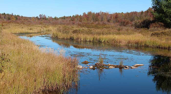 thomas-darling-preserve-wetlands