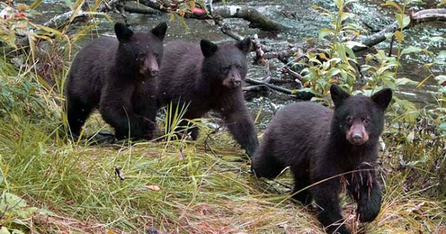 tobyhanna-state-park-camping-bear-cubs-picnic