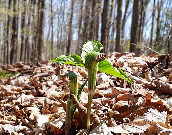 varden-conservation-area-jack-in-pulpit