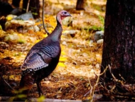 varden conservation area magnificent wild turkey
