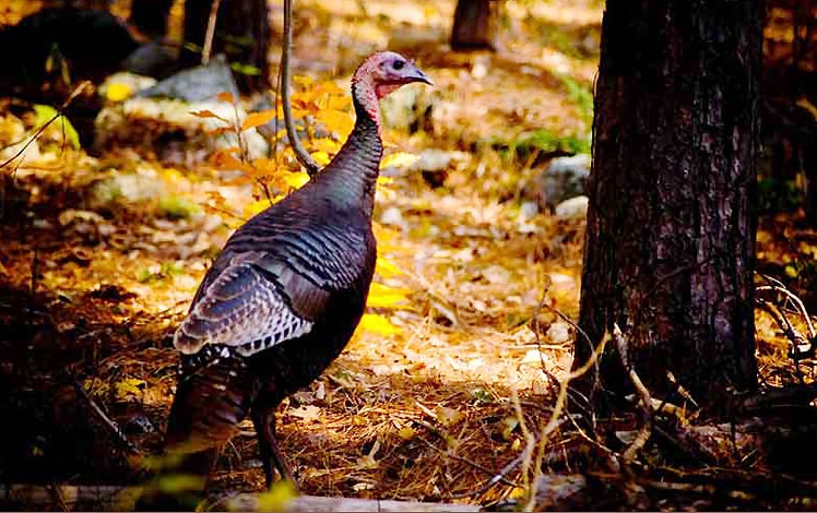 varden conservation area magnificent wild turkey