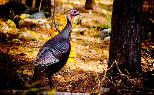 varden-conservation-area-magnificent-wild-turkey