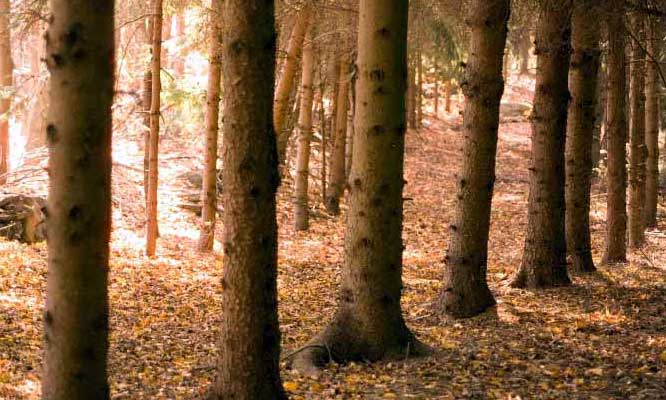 varden-conservation-area-row-of-pines