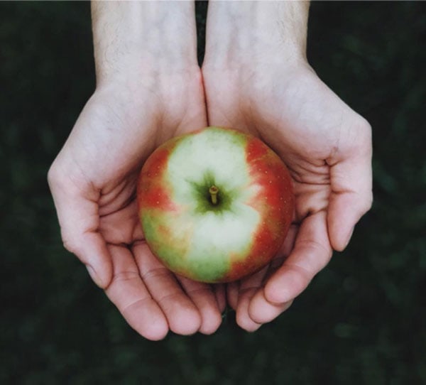 windy-brow-farms-pick-your-own-apples