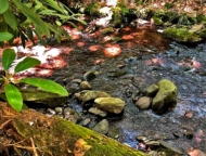 woodland trail creek and rhododendron