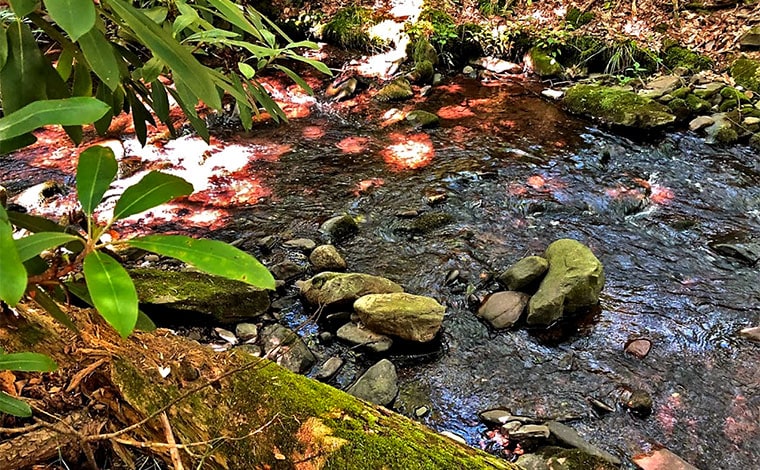 woodland trail creek and rhododendron